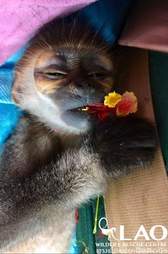 Baby monkey eating a flower