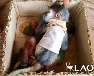 Baby monkey lying in cardboard box
