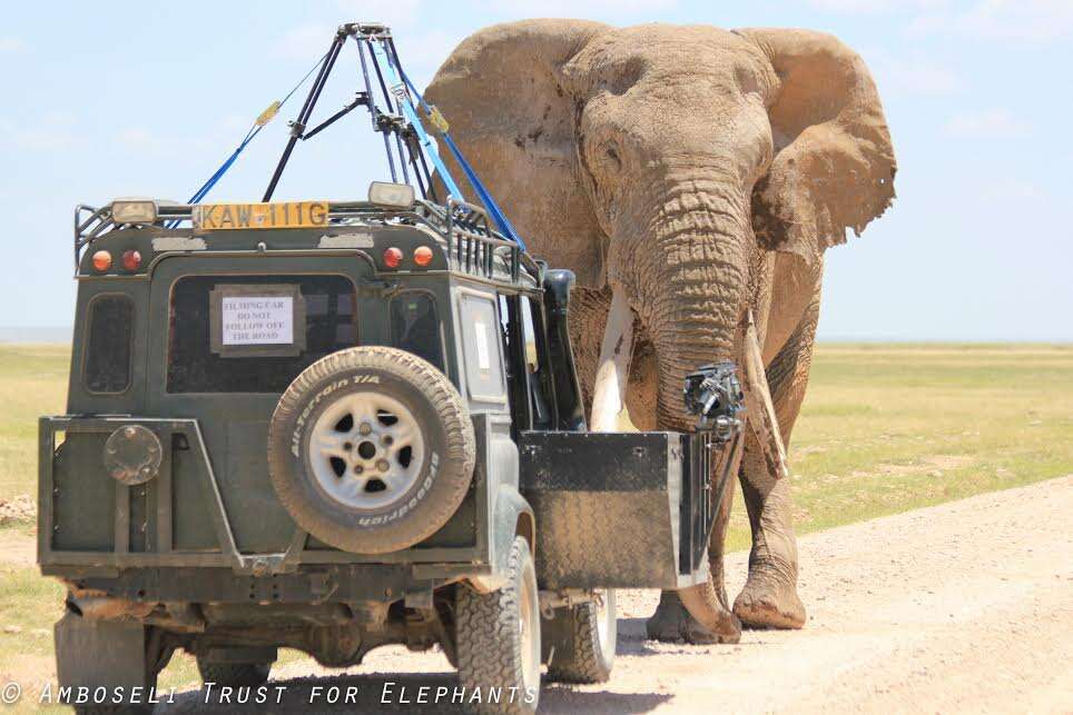 Car watching big tusker African elephant
