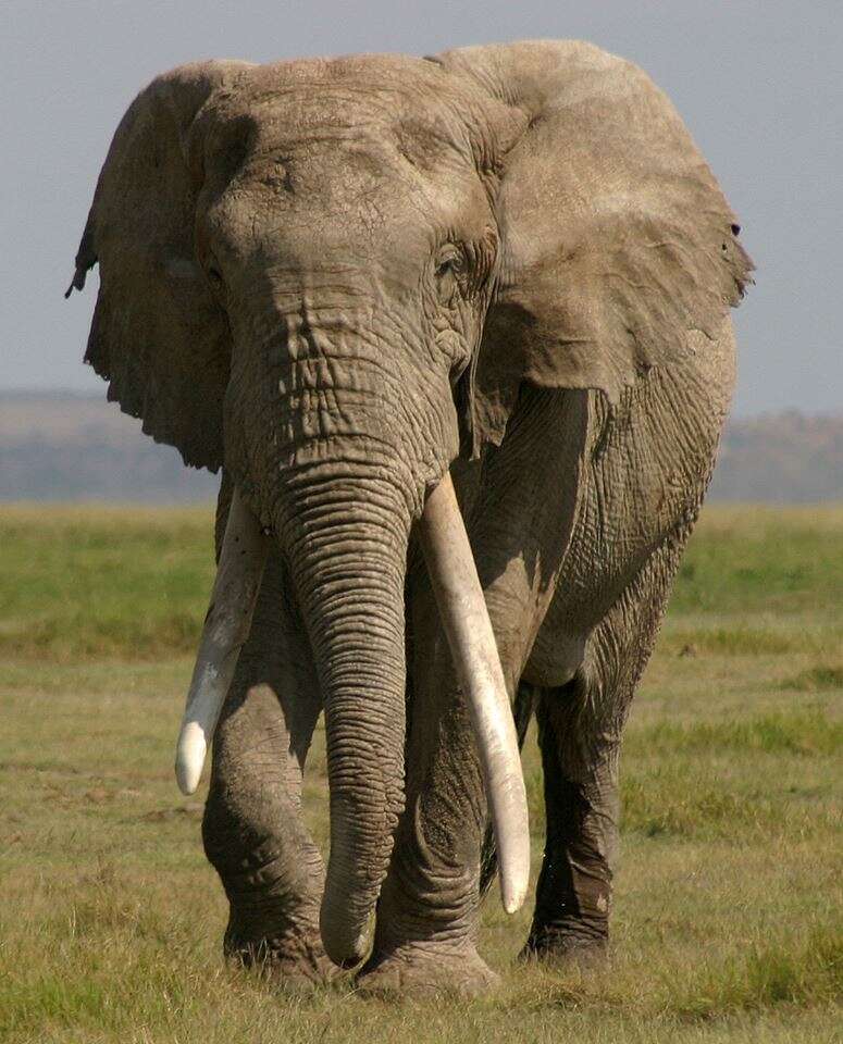 Big tusker African elephant