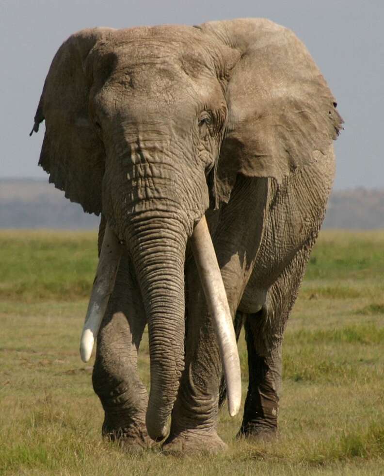 The last of Africa's big tusker elephants – in pictures