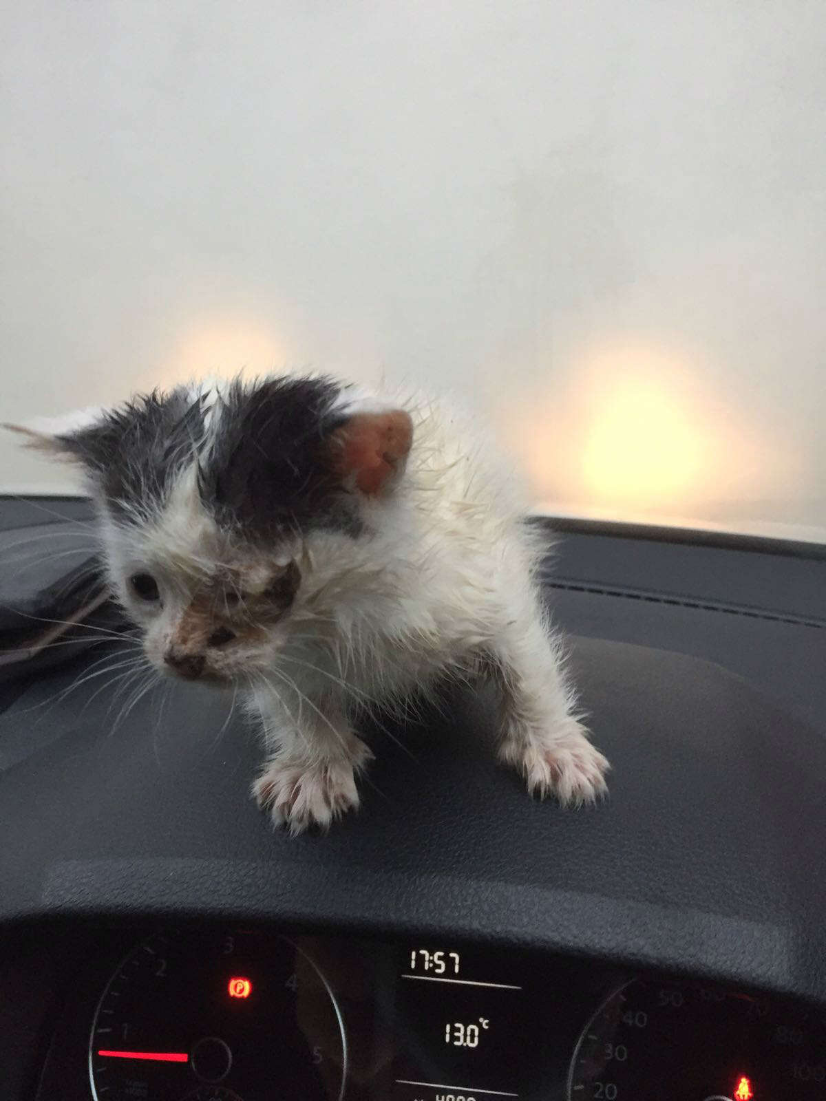 kitten trapped in abandoned house