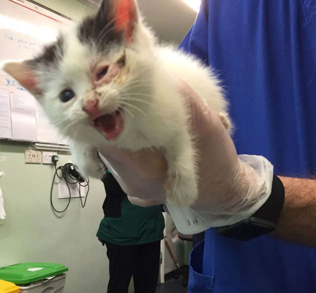 kitten trapped in abandoned house