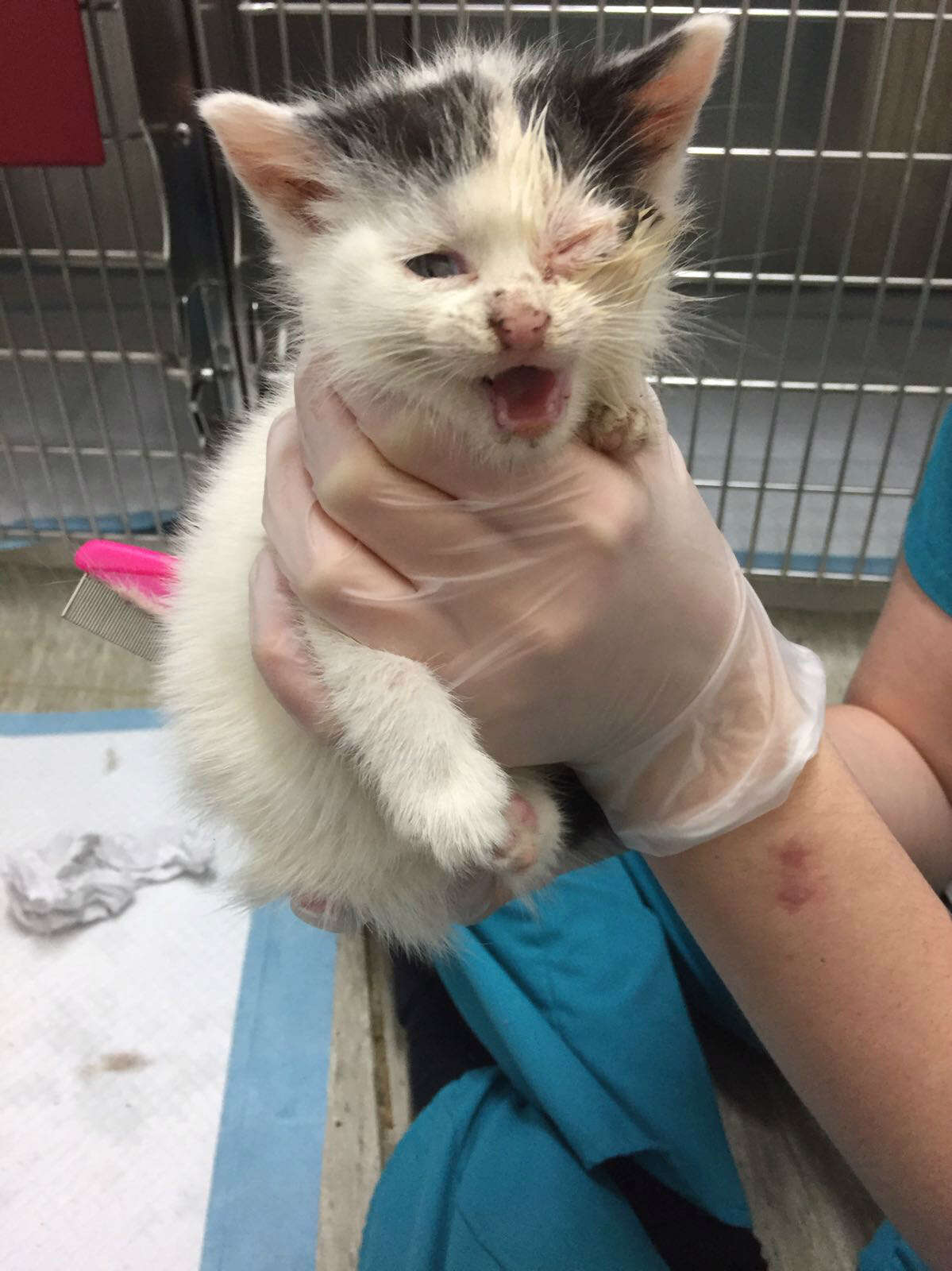 kitten trapped in abandoned house