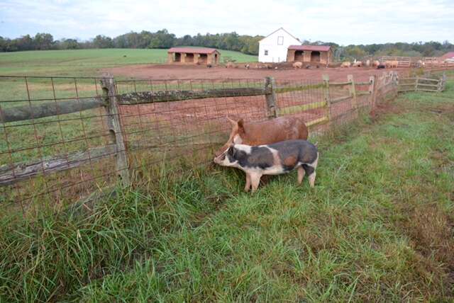 Rescued pig and boar best friends at sanctuary in Maryland