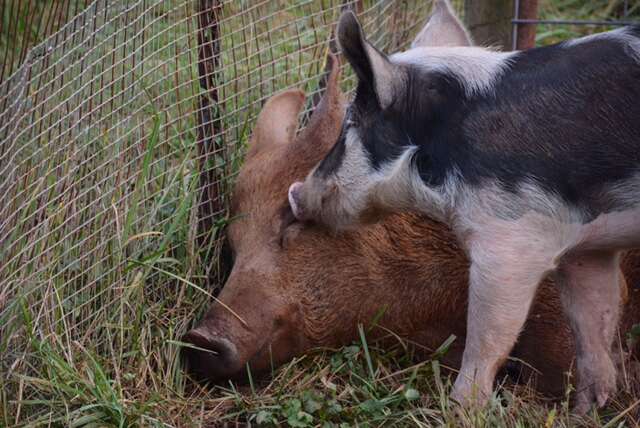 Rescued pig and boar best friends