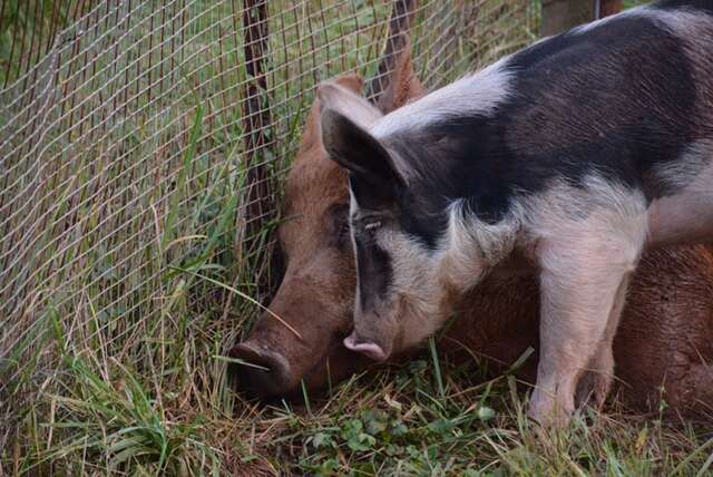 Rescued pig and boar best friends