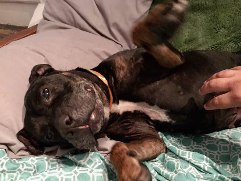 Pit bull mix at foster home gets belly rubs