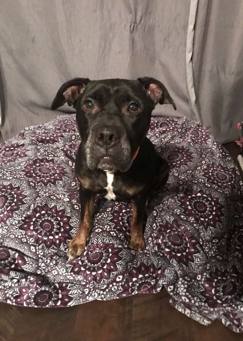 Neglected pit bull mix gets first bed