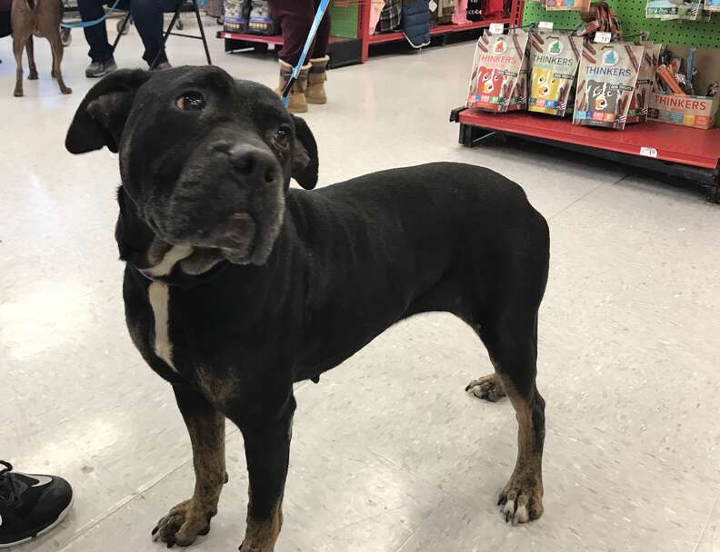 Neglected pit bull mix surrendered to shelter