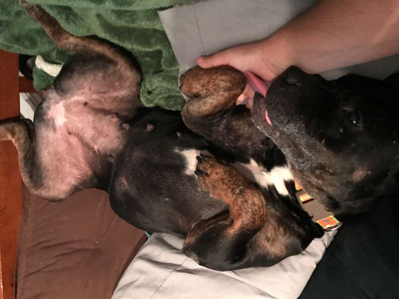 Pit bull mix at foster home loves belly rubs