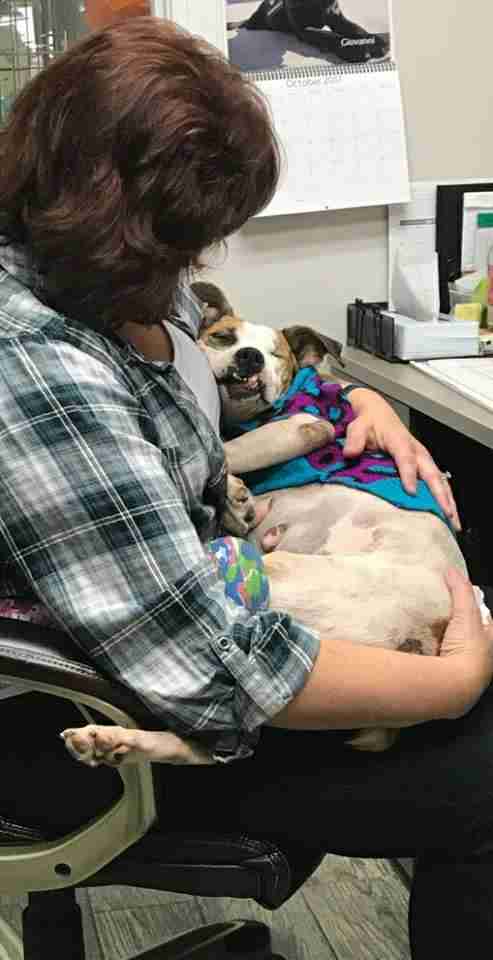 Injured Dog With Saddest Past Just Wants To Be Held By Rescuers