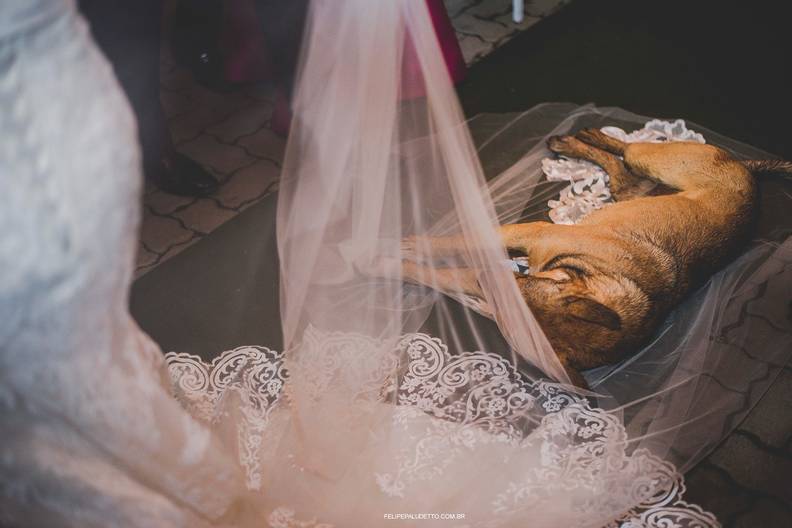 Couple Has The Best Reaction After Stray Dog Crashes Their Wedding ...