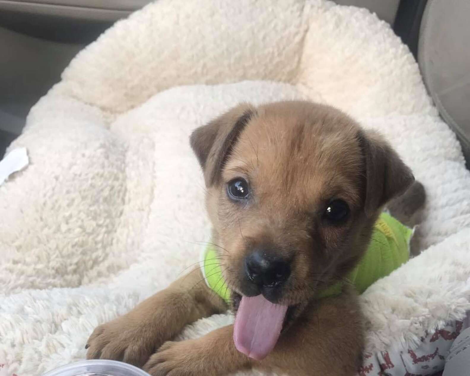 Injured Puppy Wears Adorable Body Casts - The Dodo