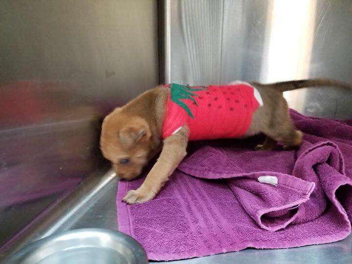 puppy wears bodycast