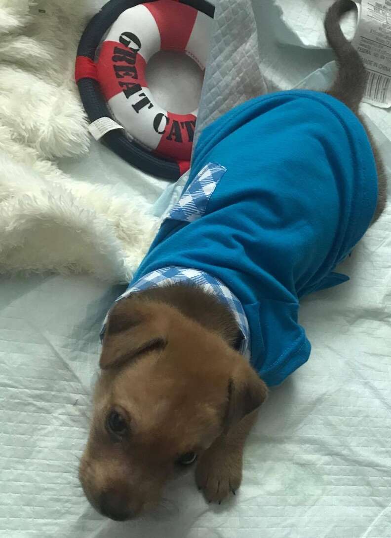 puppy wears body cast