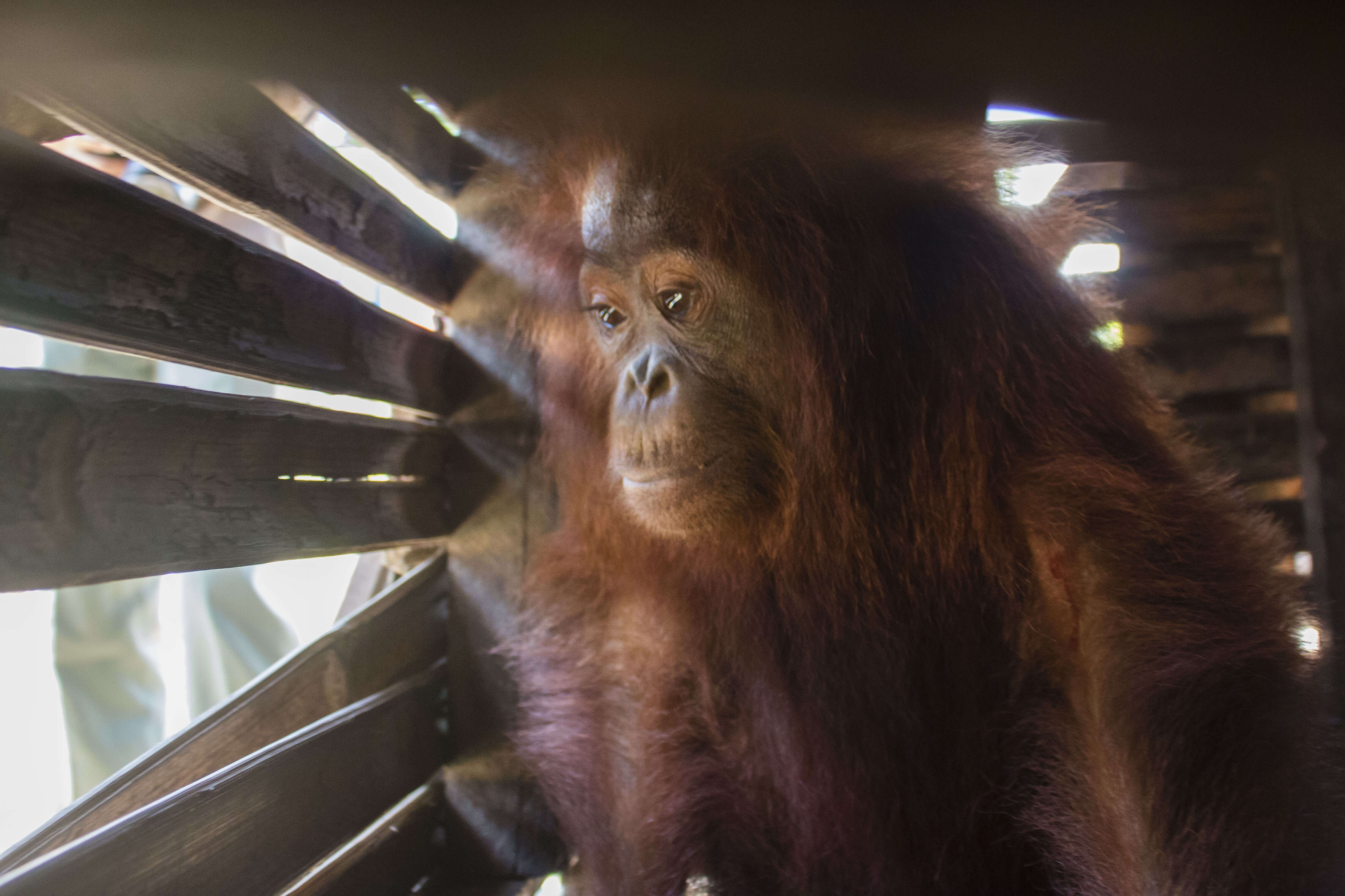 Orangutan inside wooden box
