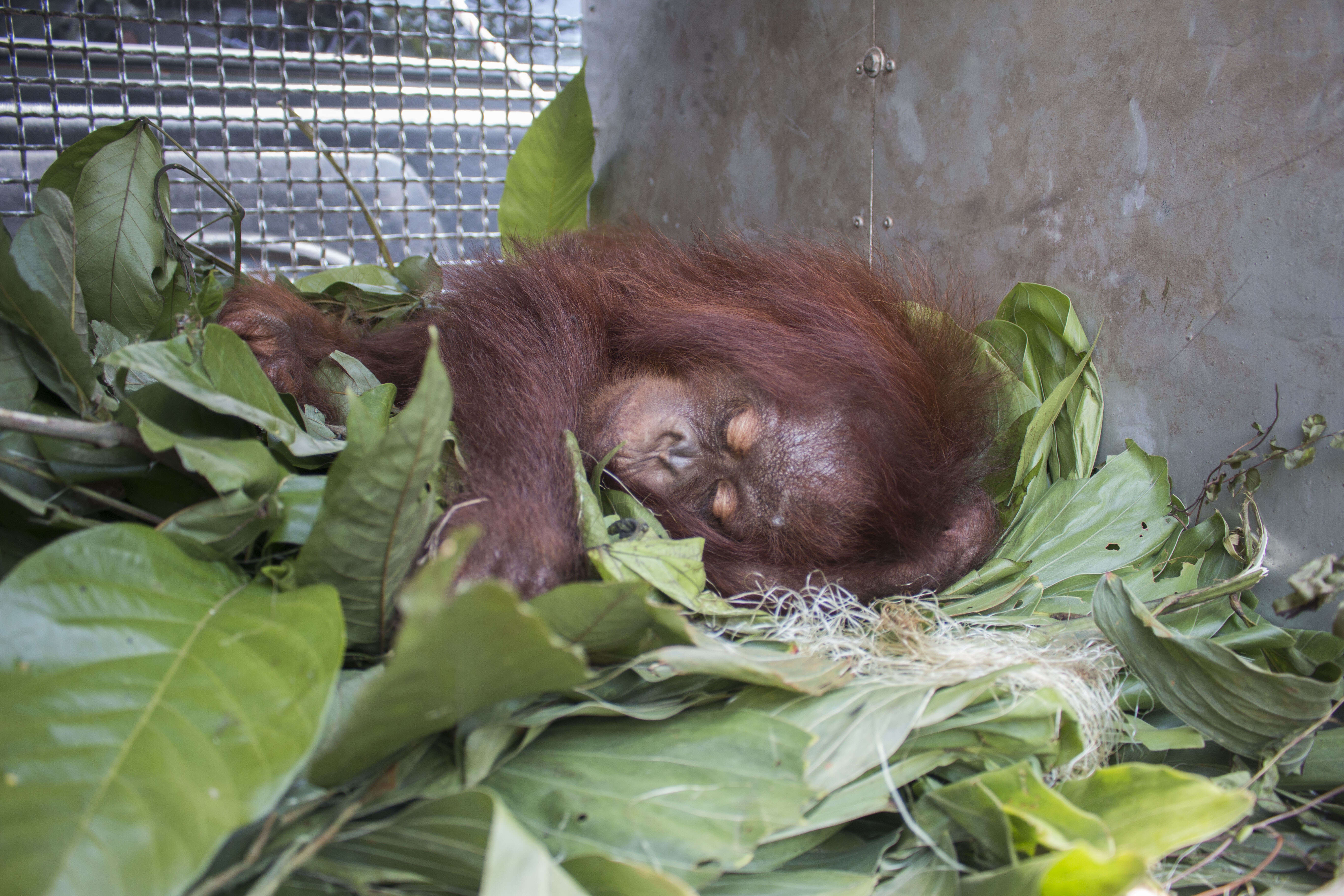 Rescued orangutan sleeping in transport kennel