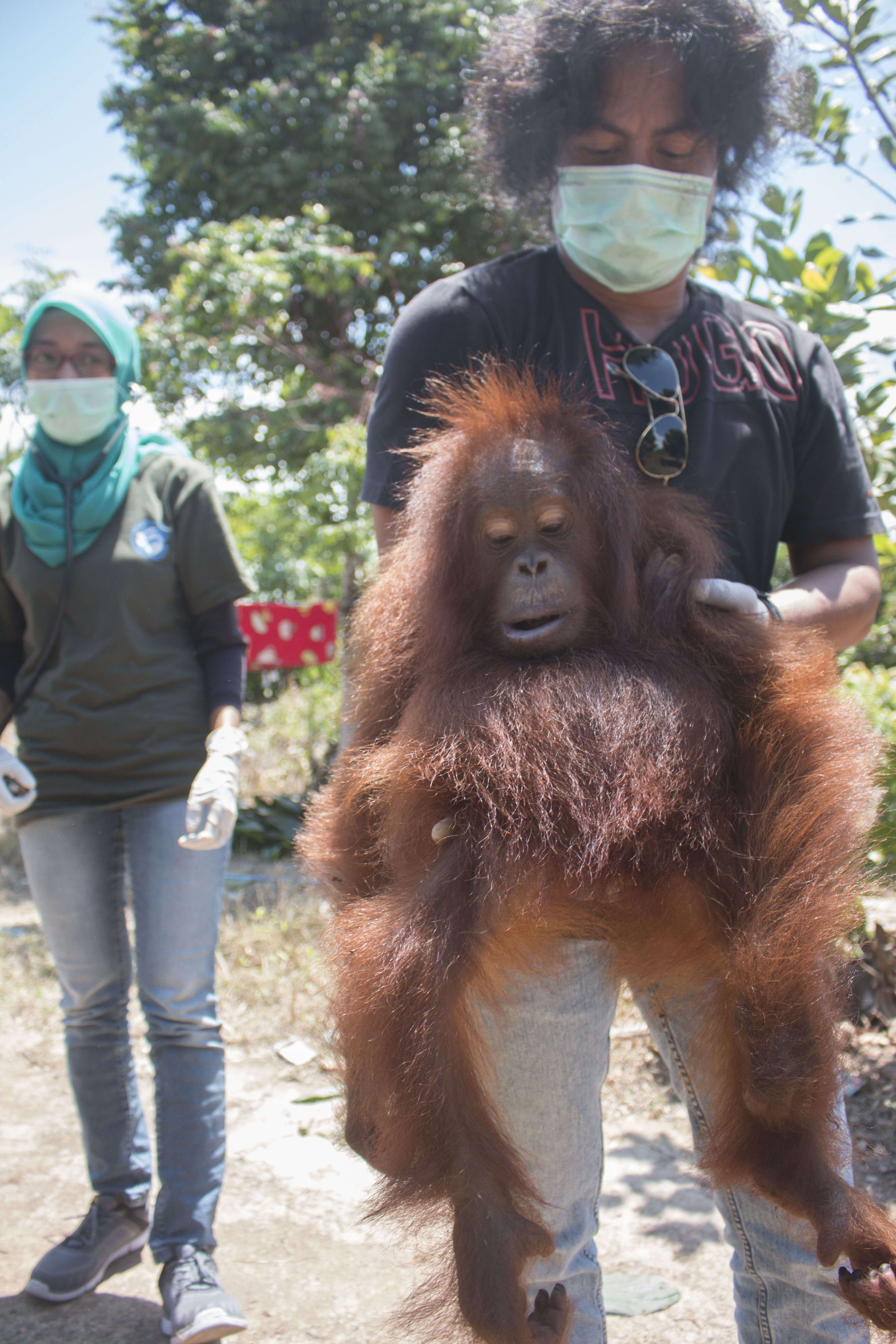 People holding rescued orangutan