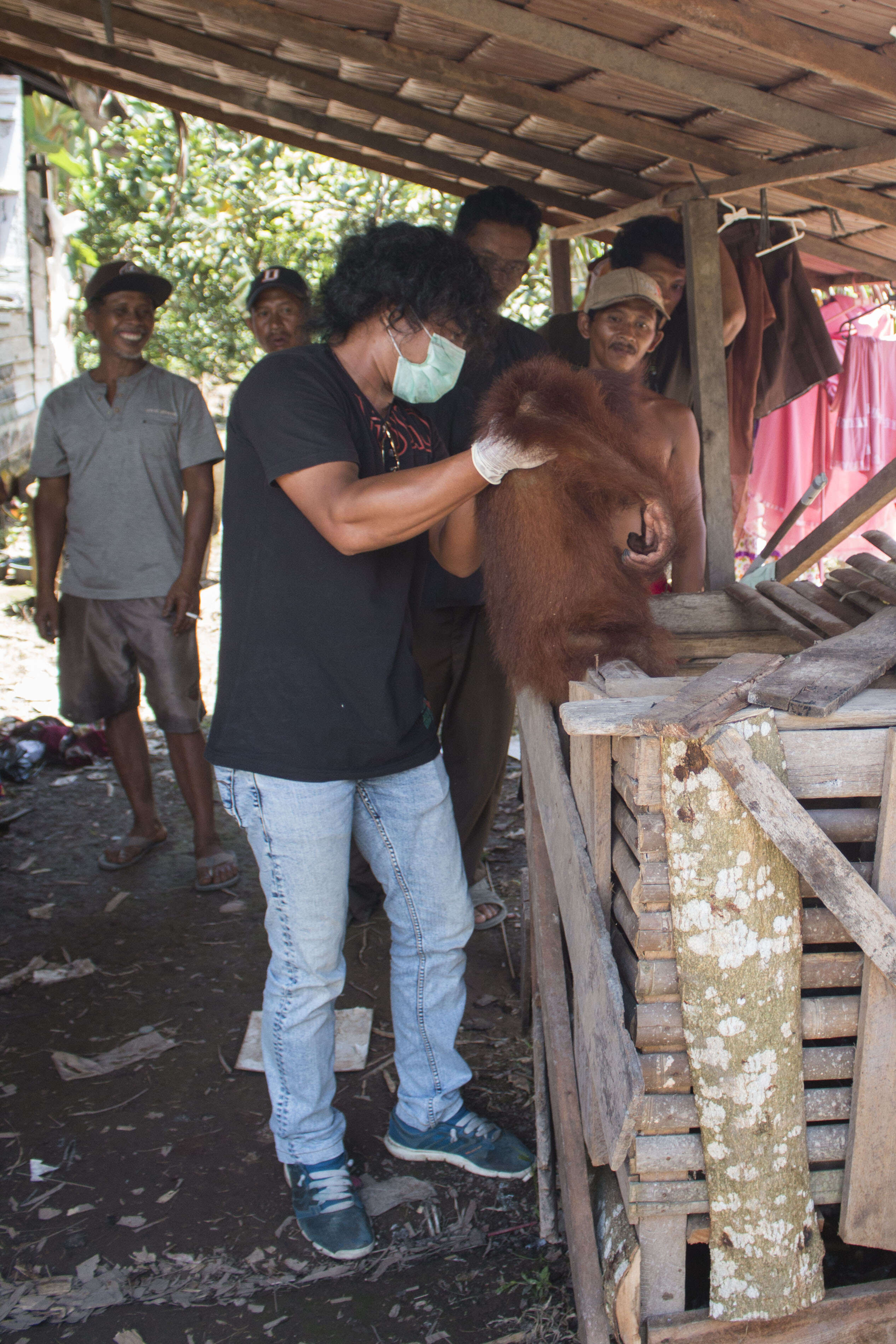 People freeing trapped orangutan from wooden box