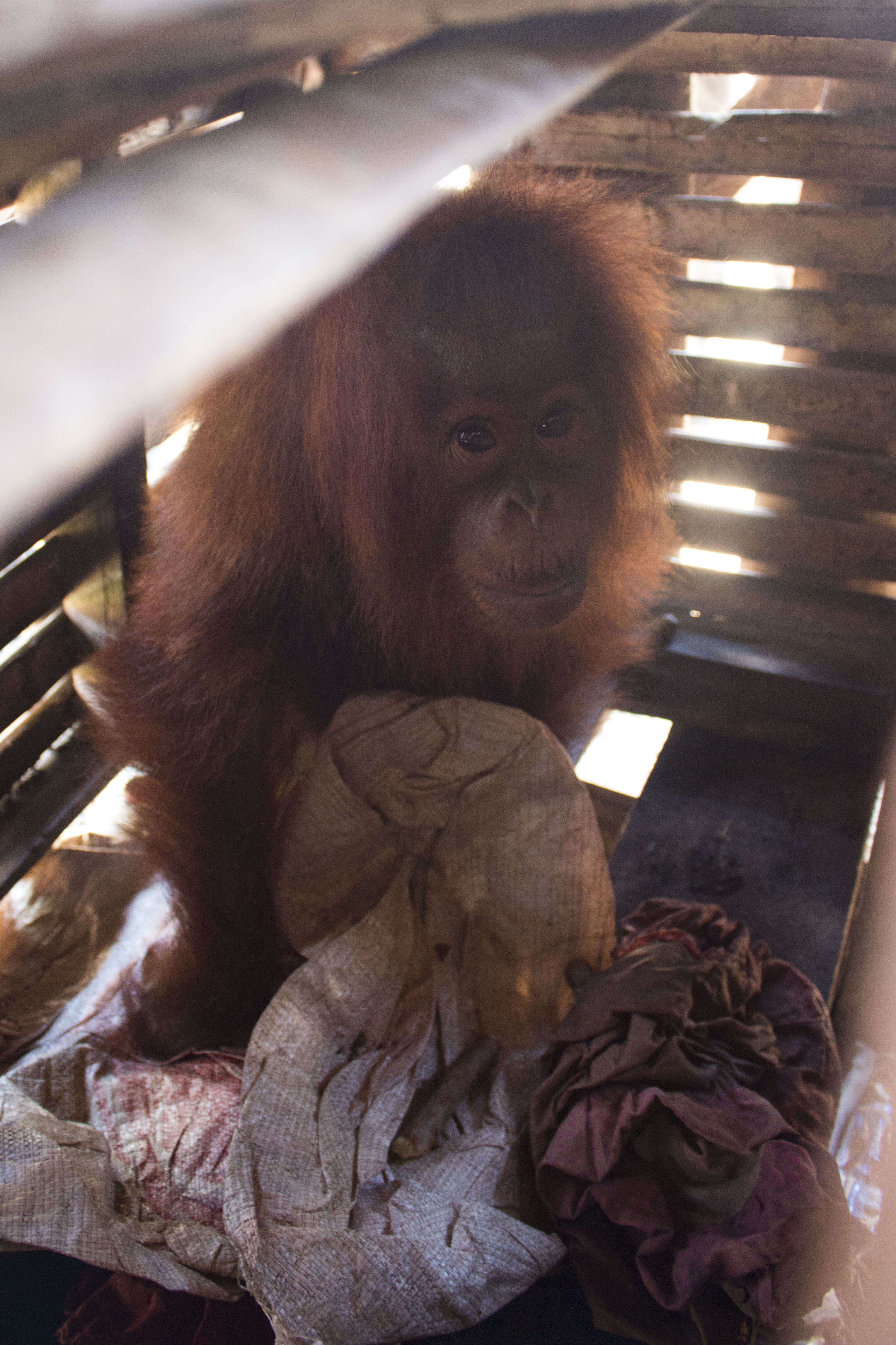 Orangutan inside wooden crate