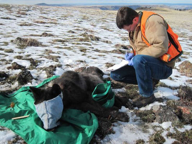 Endangered wolf being collared