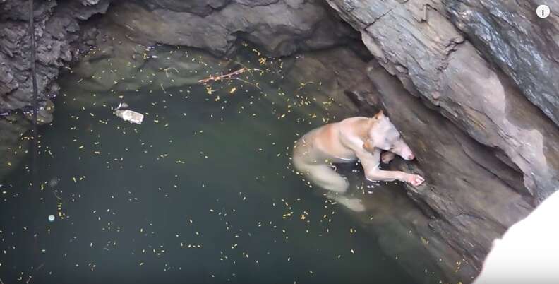 dog falls into well