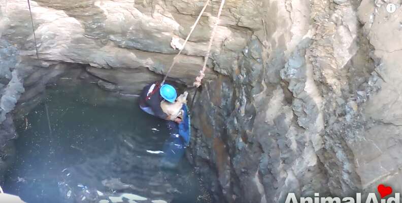 dog falls into well