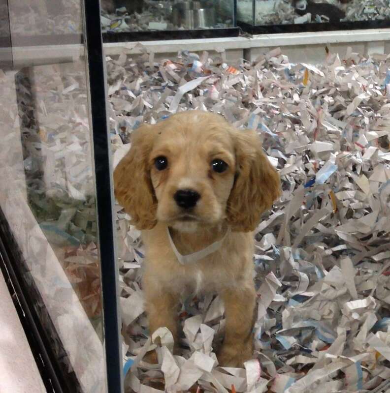 Puppy being sold in pet store