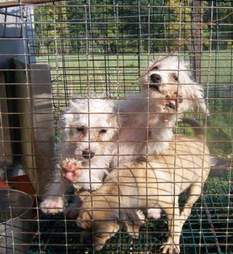 Puppy mill dogs in cage