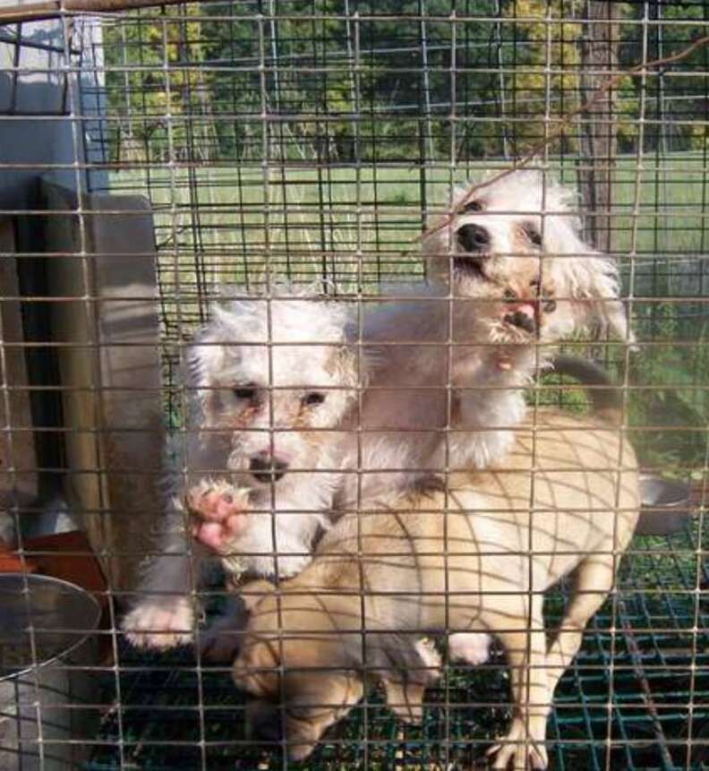 Puppy mill dogs in cage
