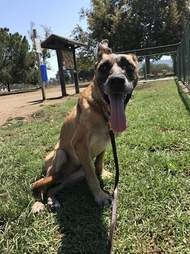 Rescue dog smiling outside