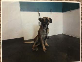 Abused dog tied up
