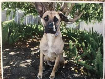 German shepherd dog