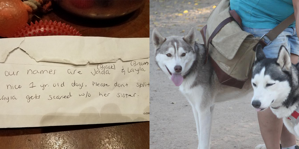 Huskies Left At Dog Park With Their Toys And Saddest Note - The Dodo