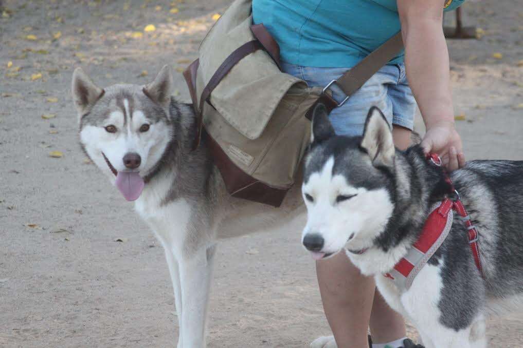 Huskies at dog park