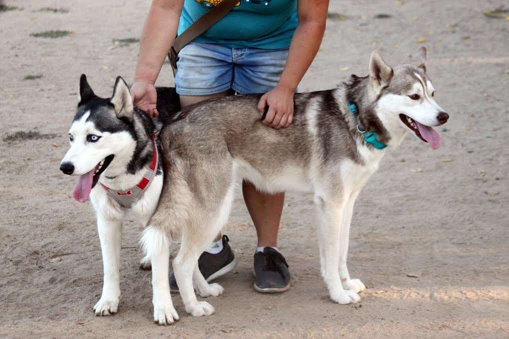 Rescued huskies at dog park