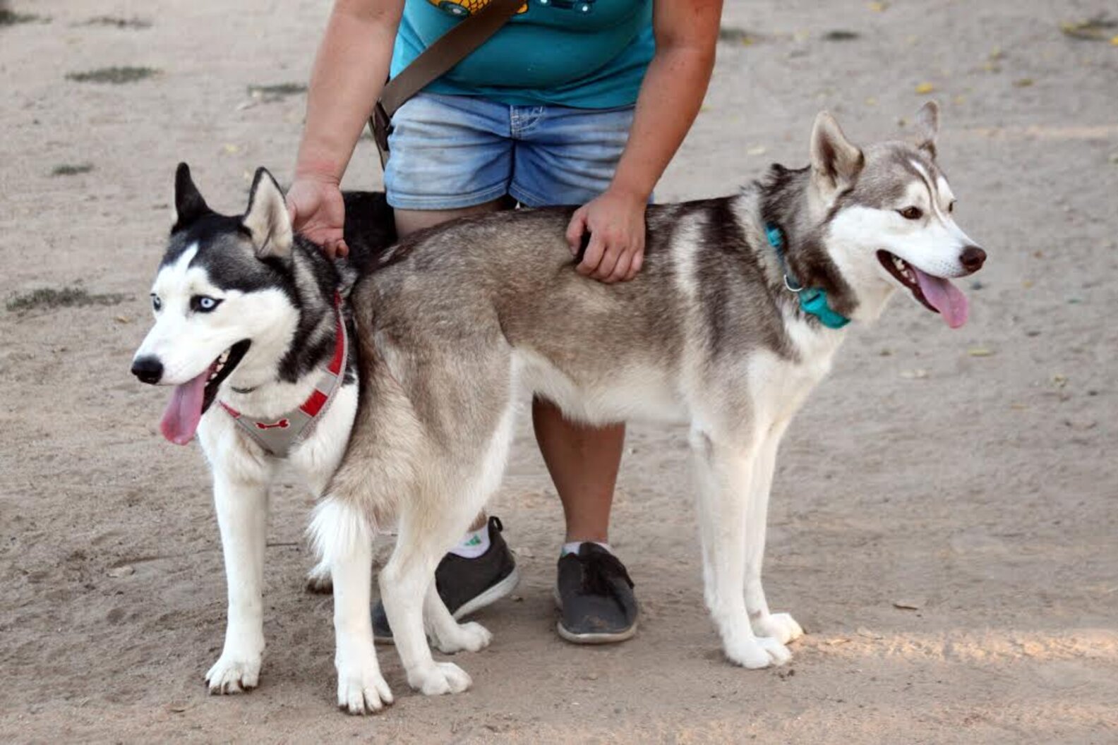 Huskies Left At Dog Park With Their Toys And Saddest Note - The Dodo