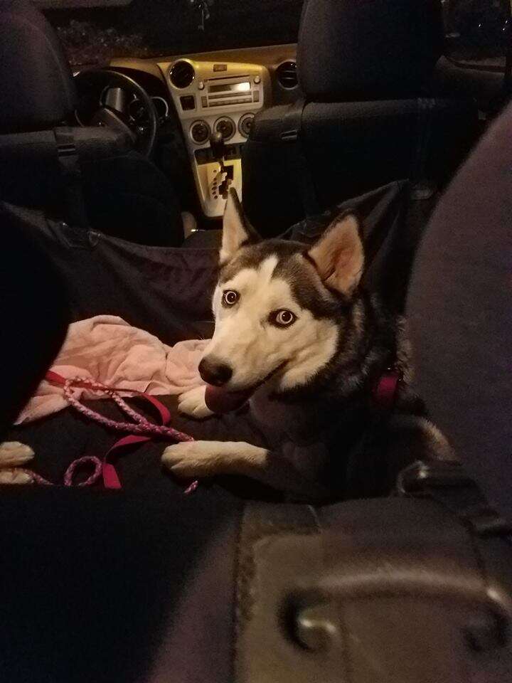 Rescued husky in car