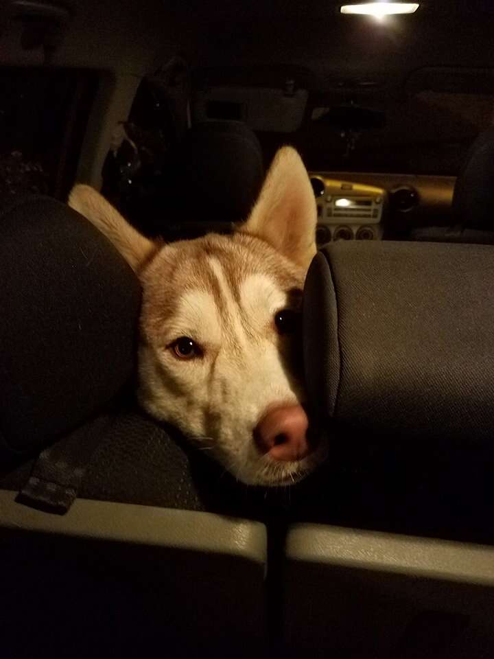 Rescued husky inside car