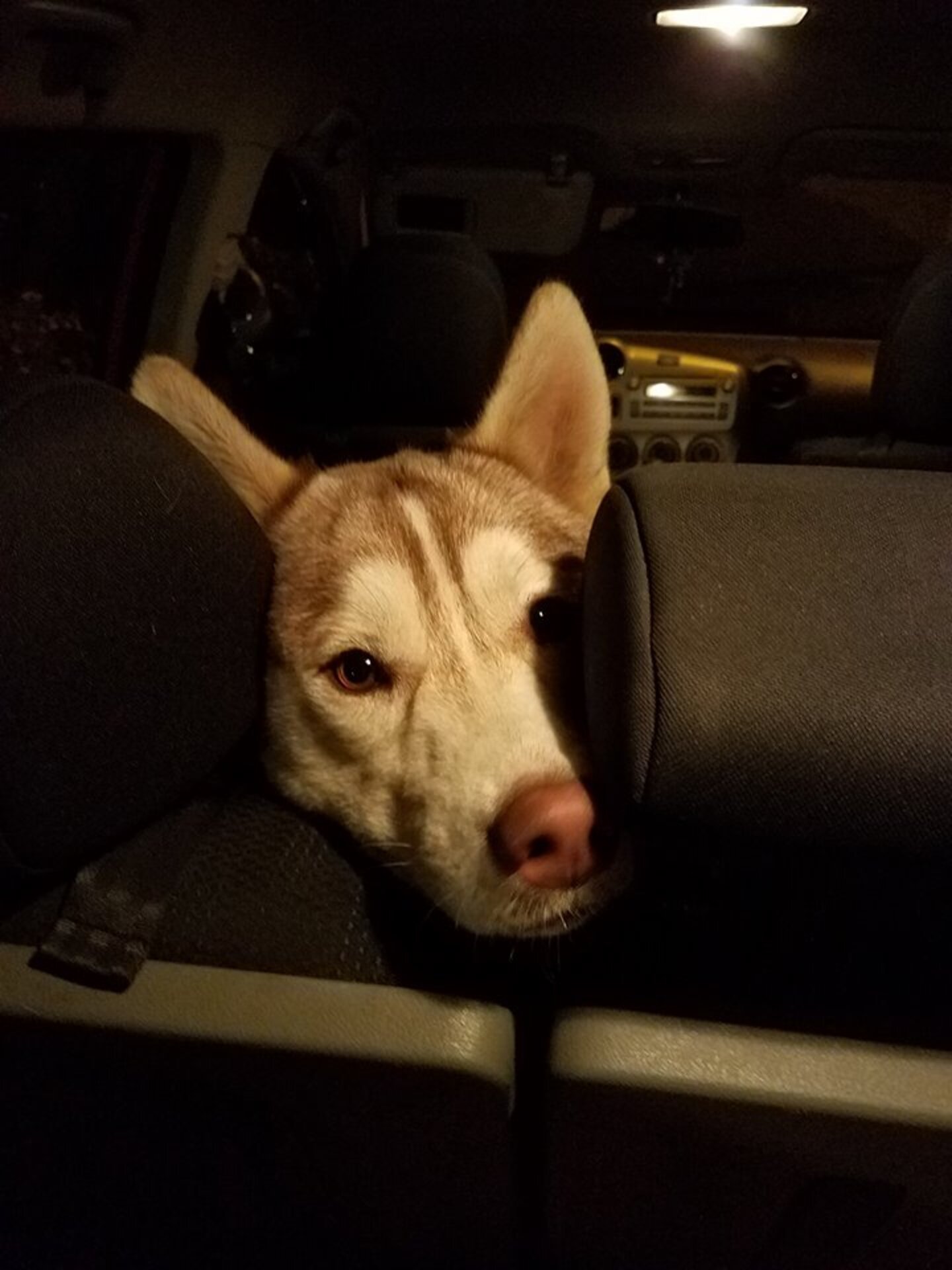 Huskies Left At Dog Park With Their Toys And Saddest Note - The Dodo
