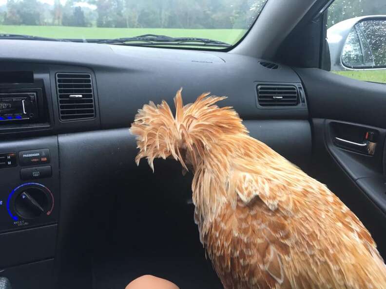 Appalachian Trail rooster being driven to Maryland sanctuary
