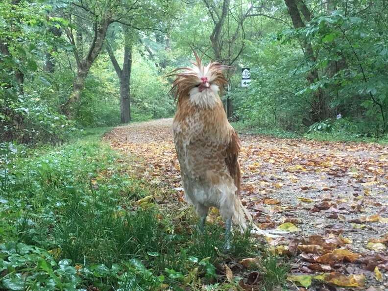 Rooster on Appalachian Trail