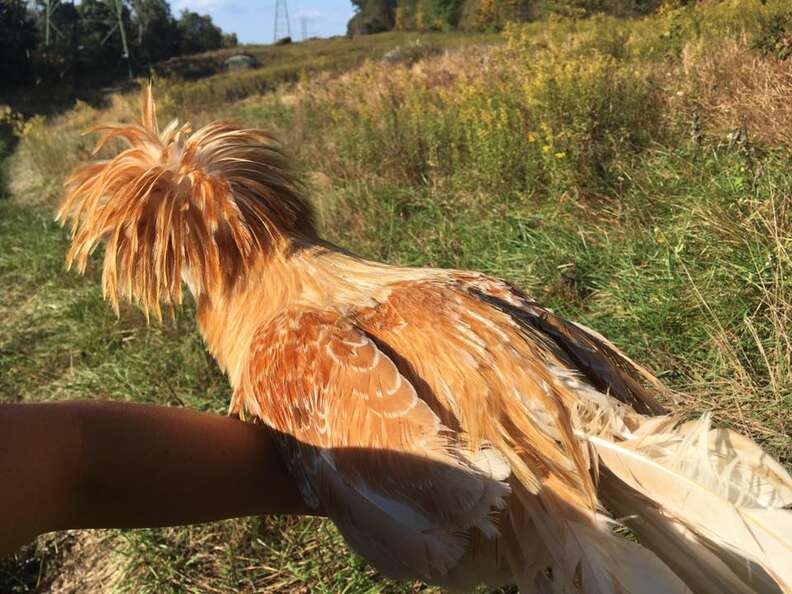 Appalachian Trail hiker rescues rooster