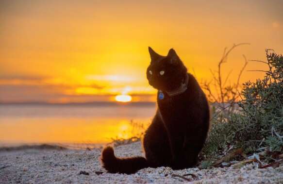 guy and cat travel together