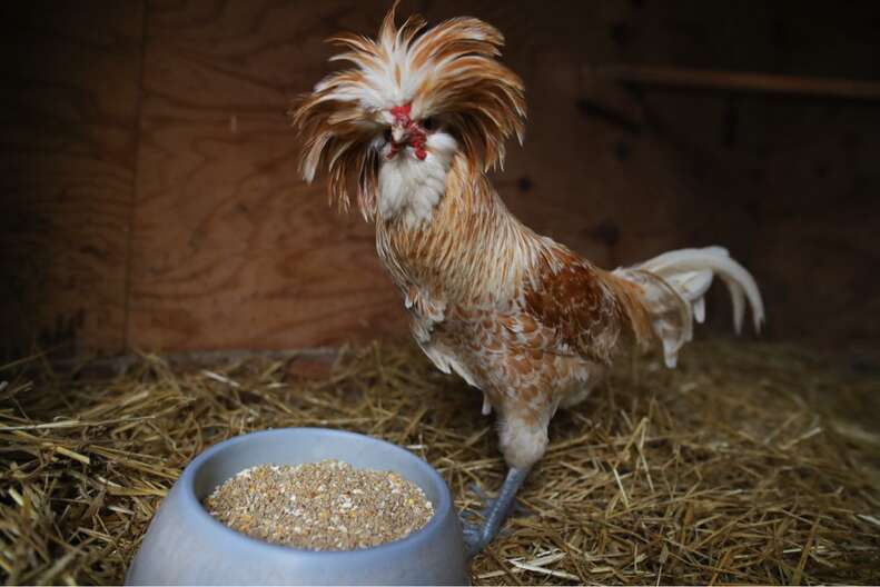 Rooster rescued from Appalachian Trail