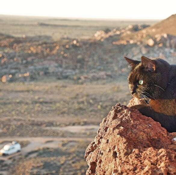 guy and cat travel together