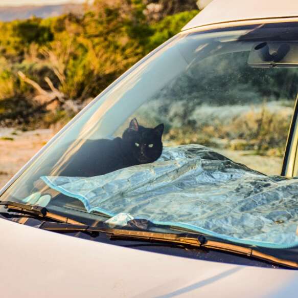 guy and cat travel together