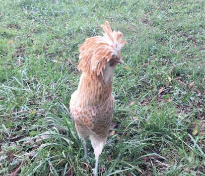 Rooster saved by hiker