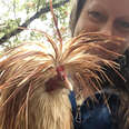 Hiker Finds Lost Rooster In Middle Of Woods And Decides To Take Him With Her